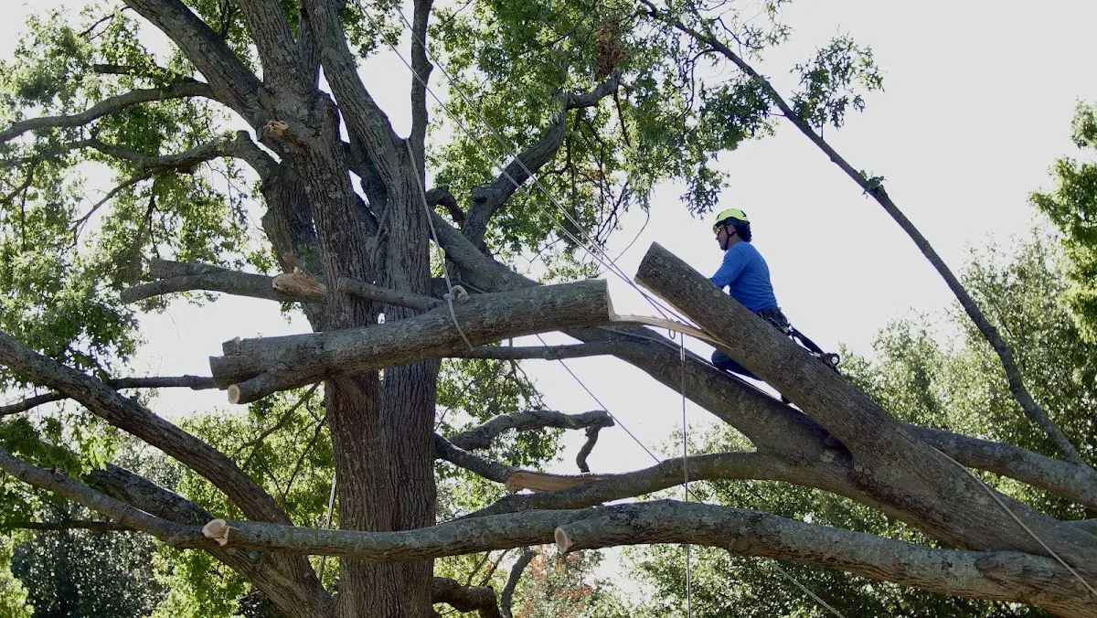 Professional Hazardous Tree Removal performed by certified arborists in Long Lake