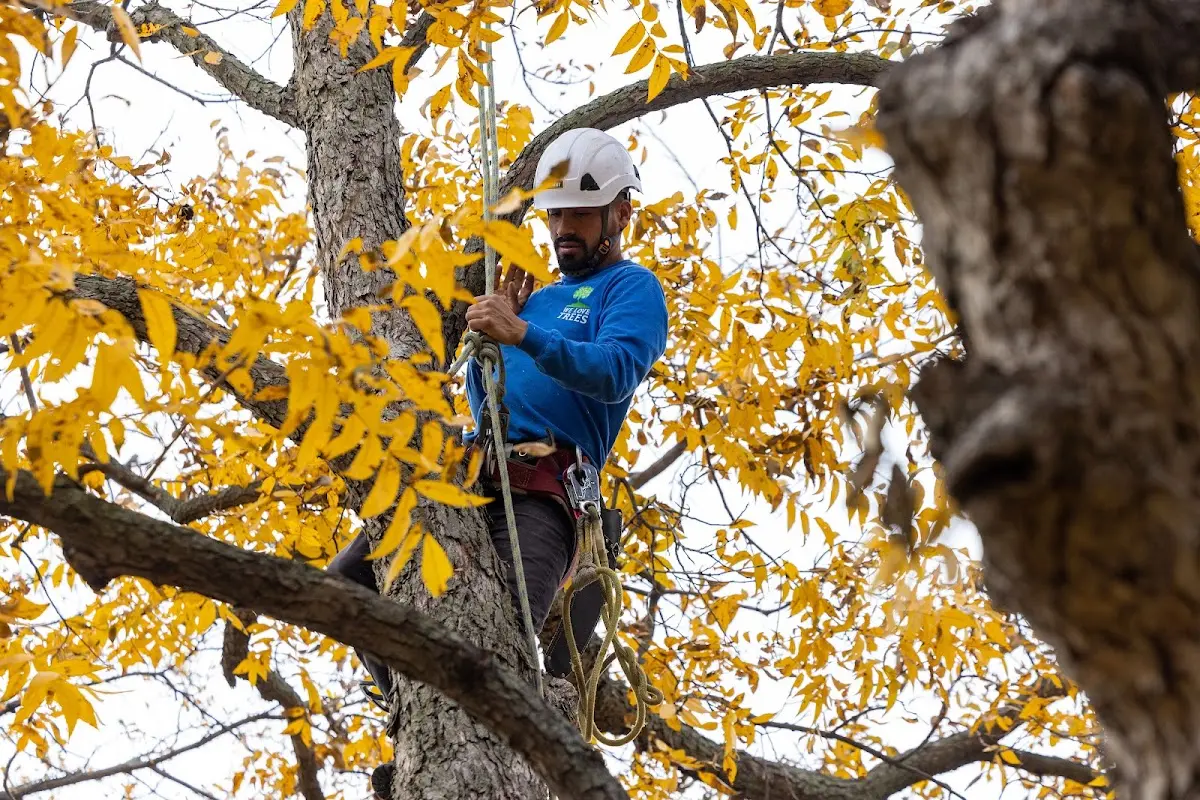 Skilled Dead Tree Removal crew working in Long Lake